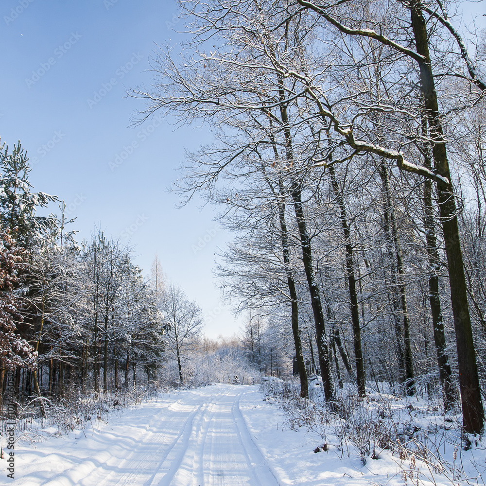 Obraz premium Forest in winter