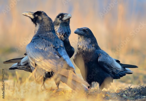 Common Raven