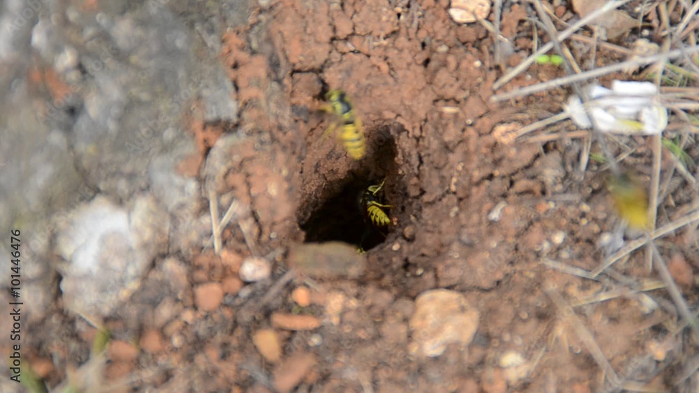 Wasp nest Wasp nest