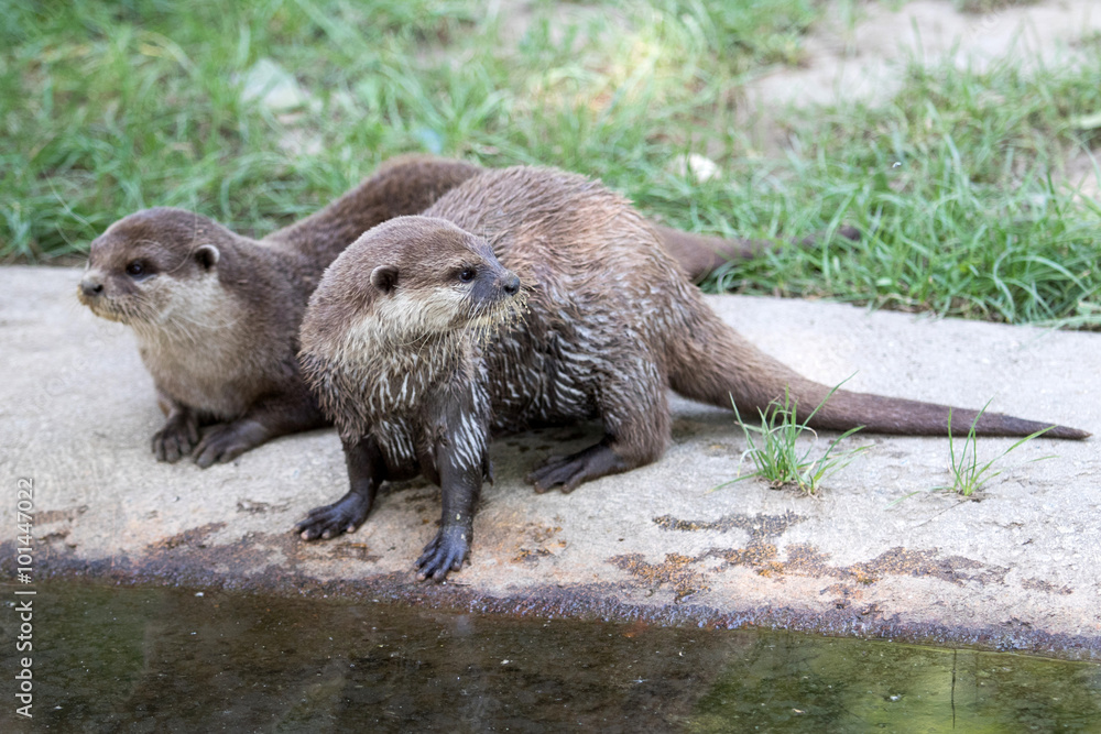 Oriental small-clawed otter (Amblonyx cinerea) Oriental small-clawed otter (Amblonyx cinerea)