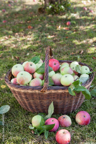 Apples harvested in a basket