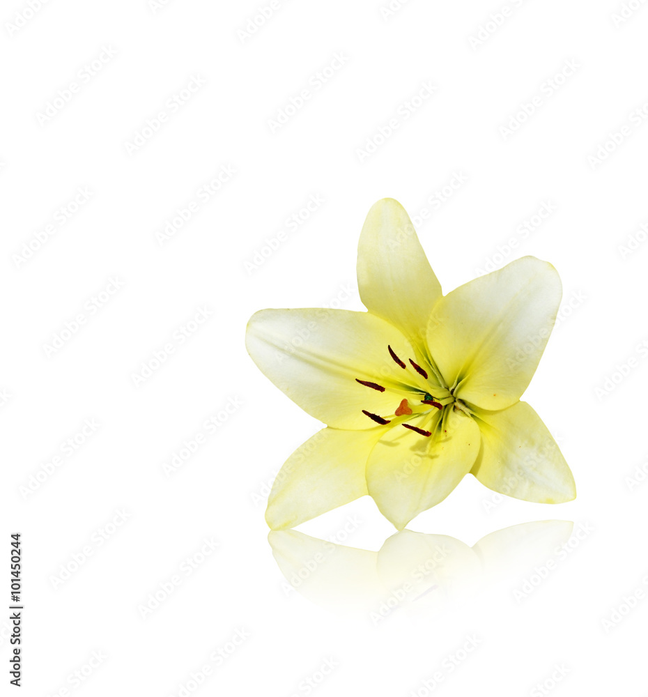 Flower lily isolated on white background. Flower lily isolated on white background.