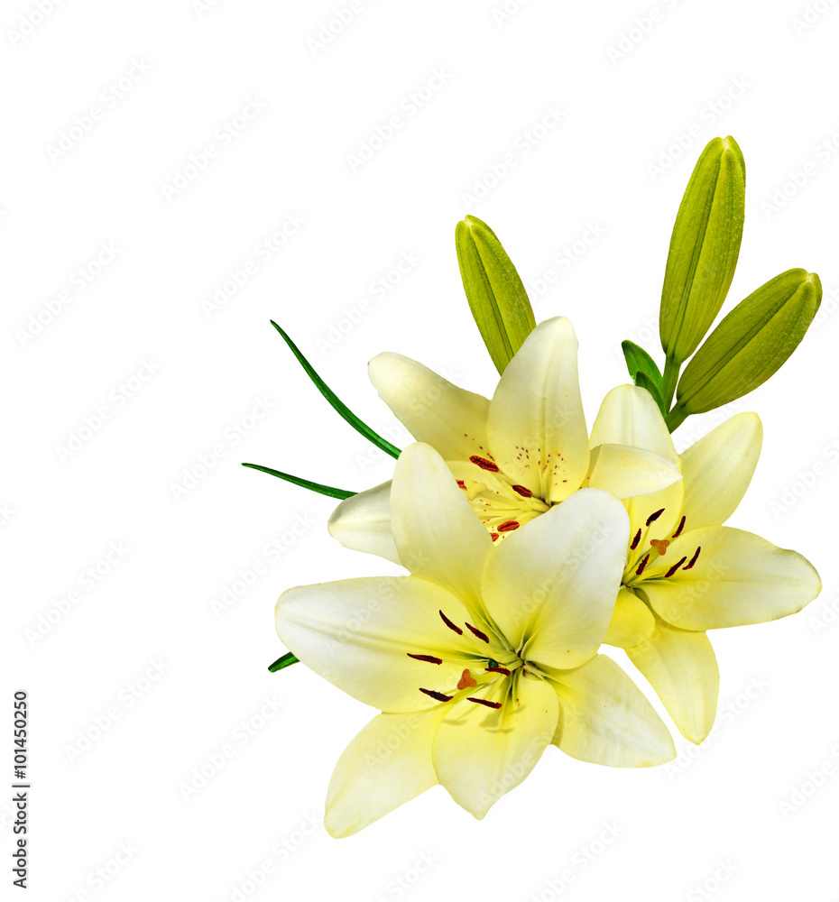 Flower lily isolated on white background. Flower lily isolated on white background.