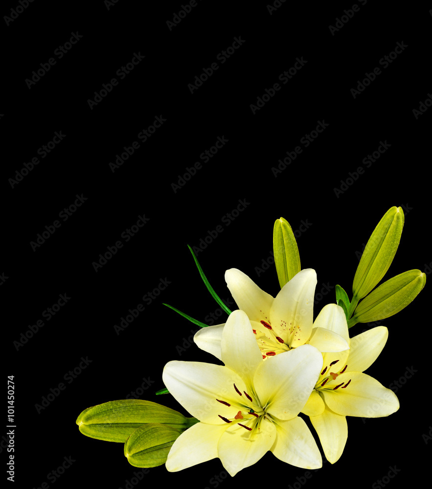 white lily flower on a black background white lily flower on a black background