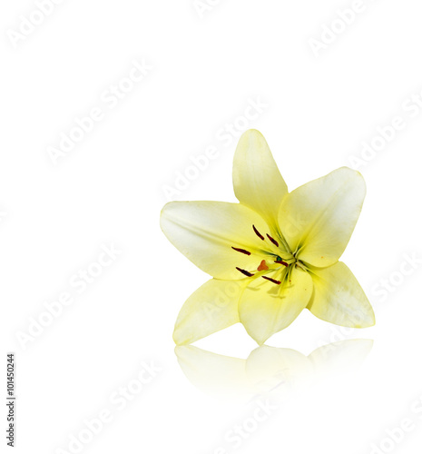 Flower lily isolated on white background. © alenalihacheva