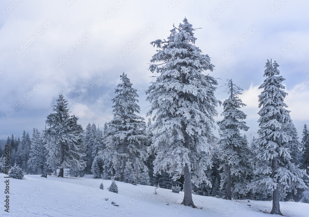 Fototapeta premium Fir trees in snow