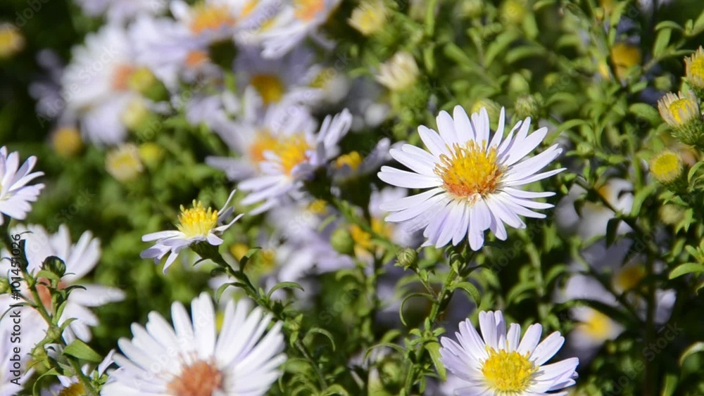 flower with bee flower with bee