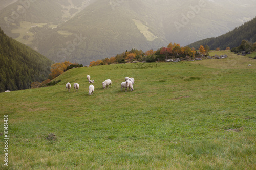 flock of sheep in an italian mountain pasture