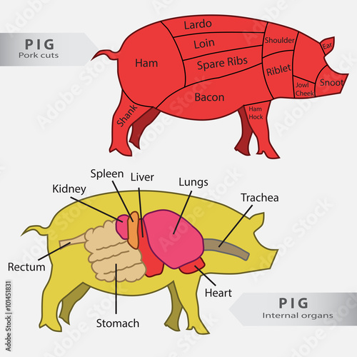 Basic  pig internal organs and cuts chart vector photo
