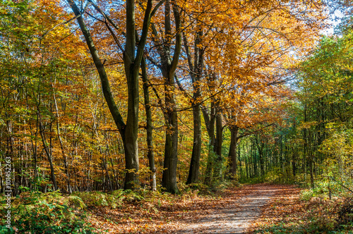 5659 Herbst im Chorbusch © hanseat