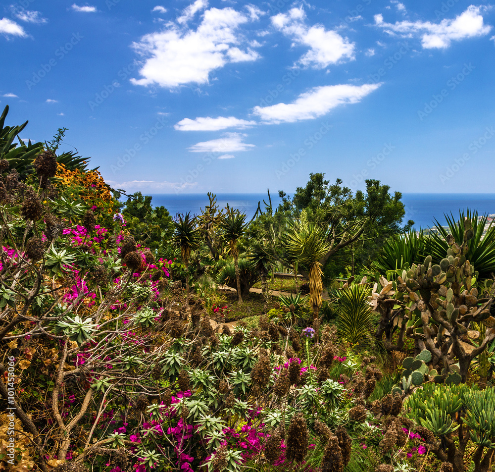 Madeira island: botanical garden Monte, Funchal, Portugal
