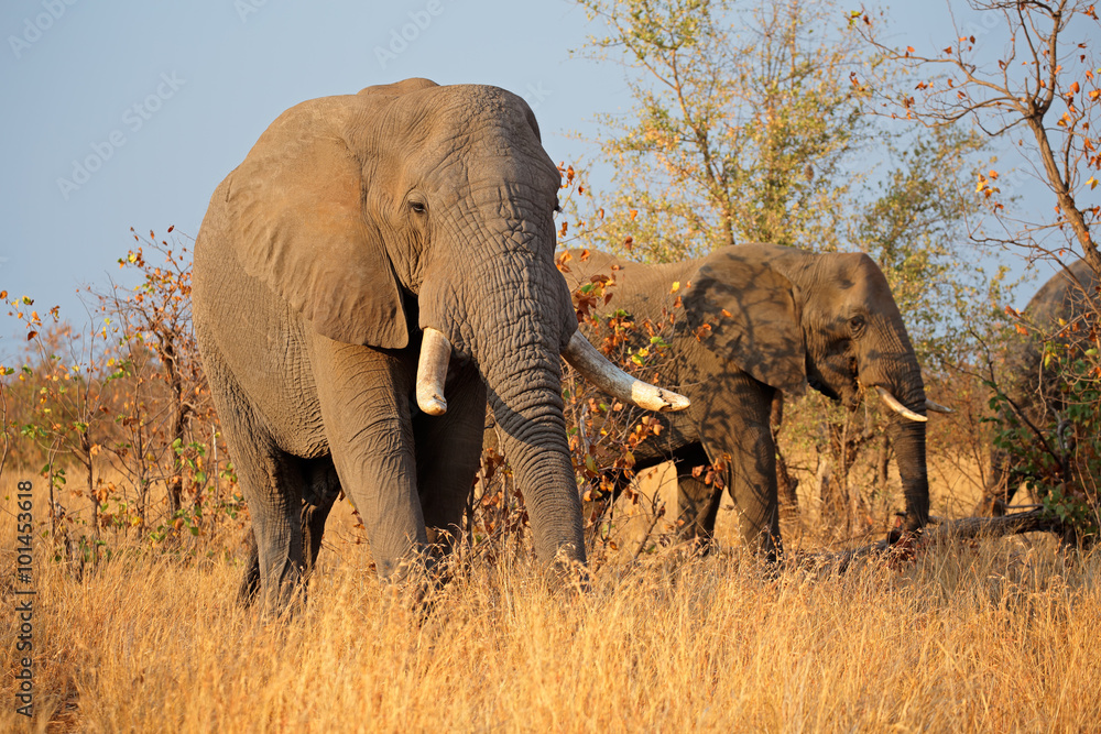 Large African bull elephants (Loxodonta africana), Kruger National Park, South Africa.