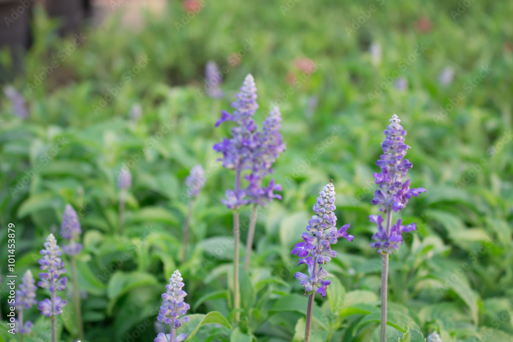 Lavender flowers are small clusters of homes, parks, Chonburi pr Lavender flowers are small clusters of homes, parks, Chonburi pr