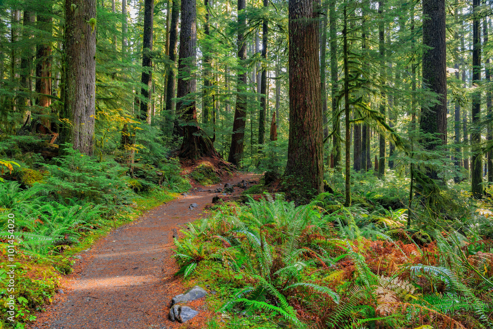 Fototapeta premium Rain Forest in Oregon