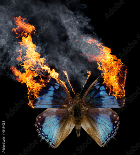 burning butterfly photo