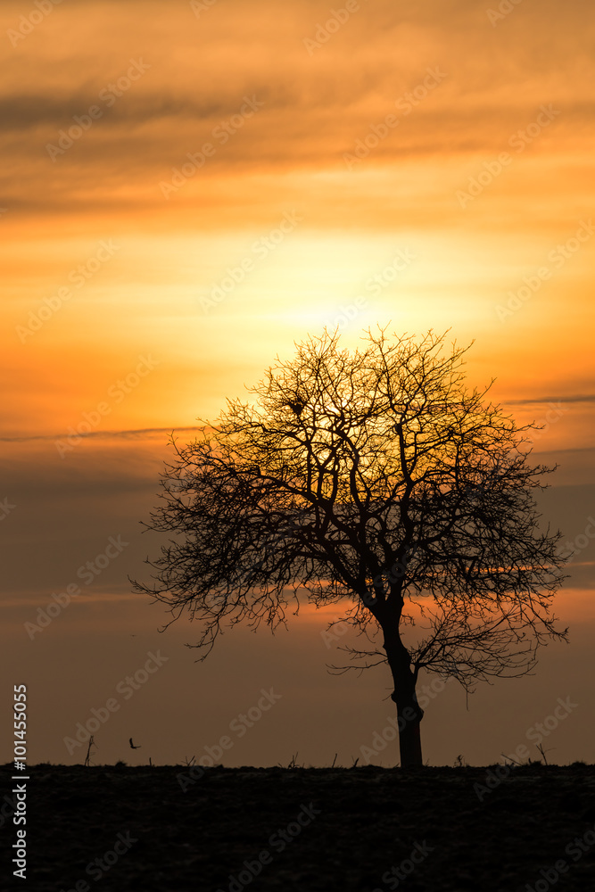 Baum im Gegenlicht