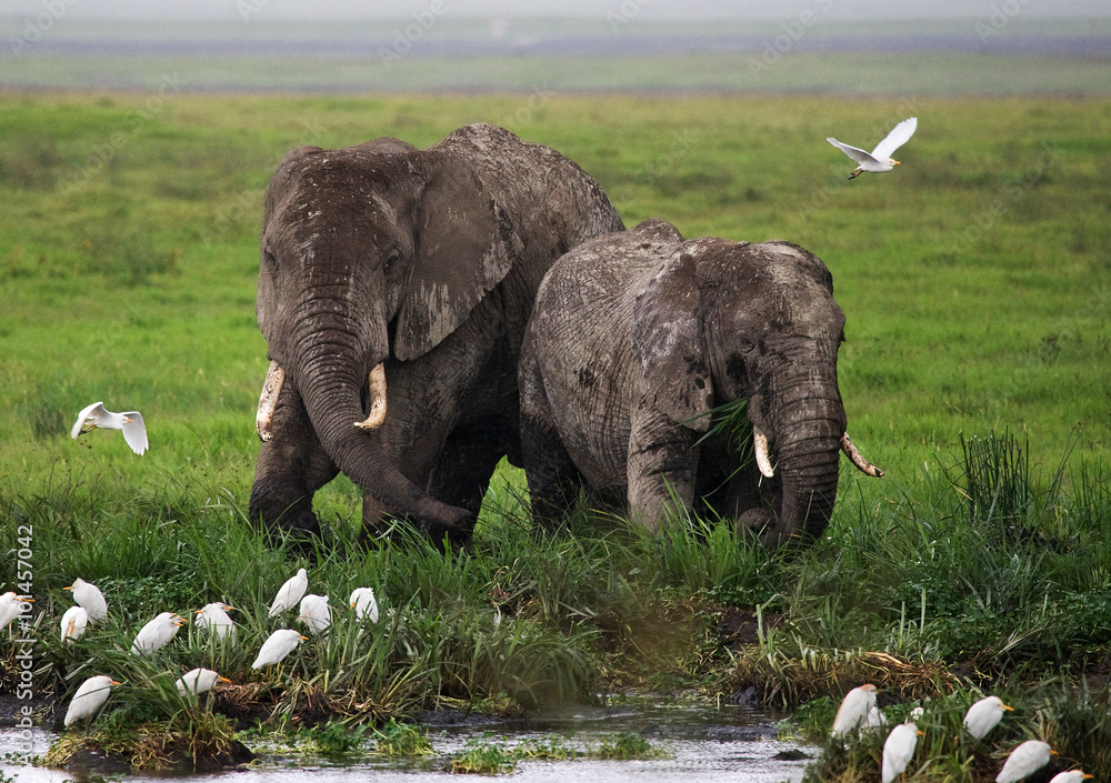 Two elephants in Savannah. Africa. Kenya. Tanzania. Serengeti. Maasai Mara.  - obrazy, fototapety, plakaty 