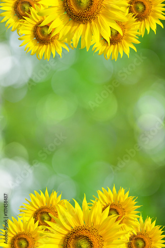 Sunflower Background for presentation Sunflo wer Background