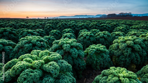 Grünkohl in der Pfalz