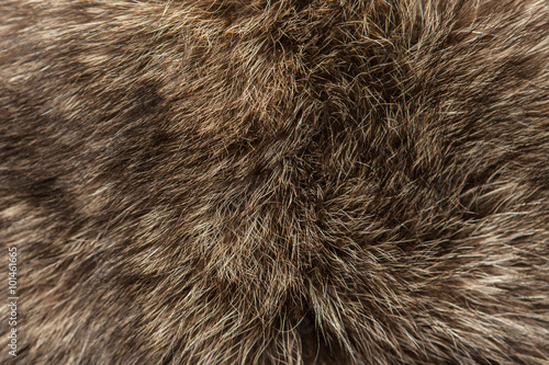 fur with long pile background