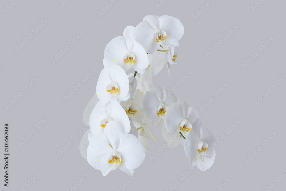 Romantic branch of white orchid - obrazy, fototapety, plakaty 