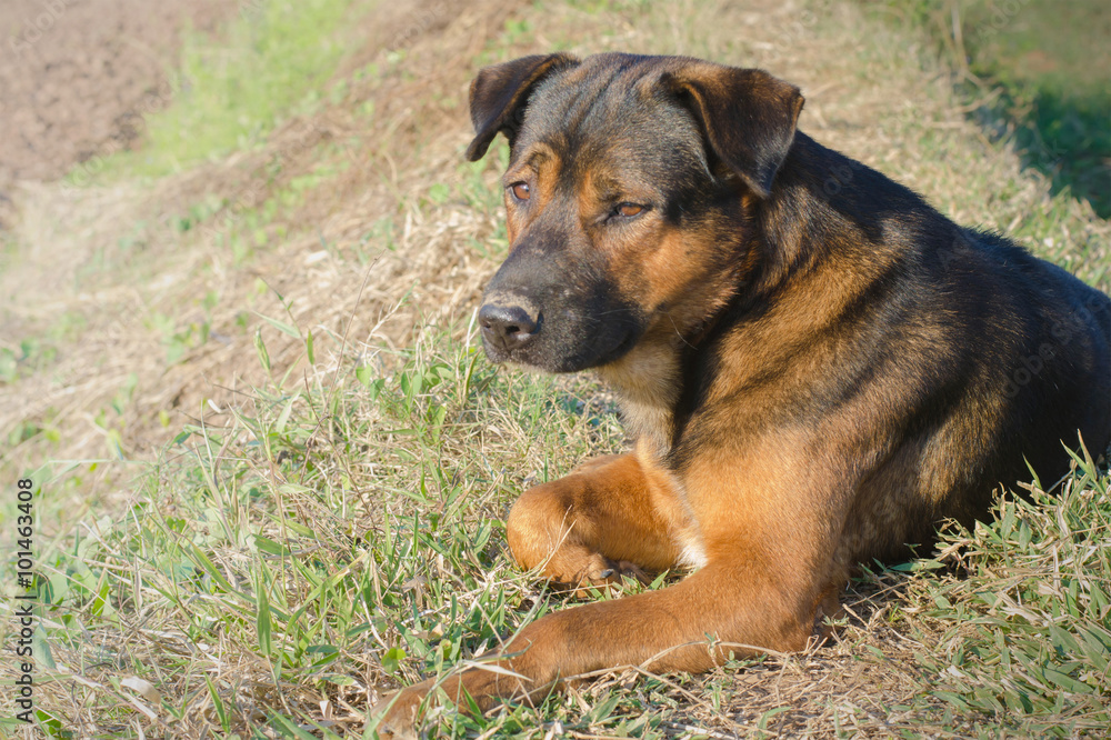 lonely dog lonely dog