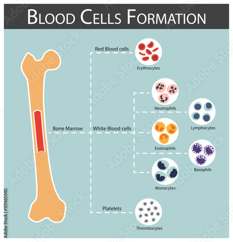 Blood cells Formation ( bone marrow produce blood cells series : erythrocytes , lymphocytes , neutrophils , monocytes , eosinophils , basophils , thrombocytes ) Haematology concept and infographics
