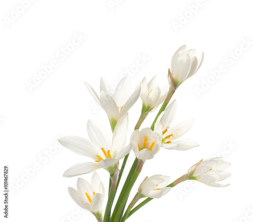 White lilies ' bunch isolated on white. Studio shot