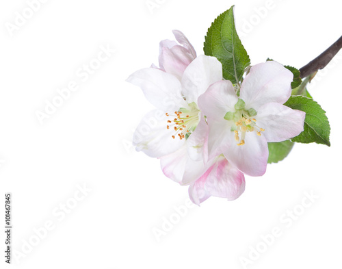 Closeup of blooming apple twig  isolated on white. Focus on near flower.