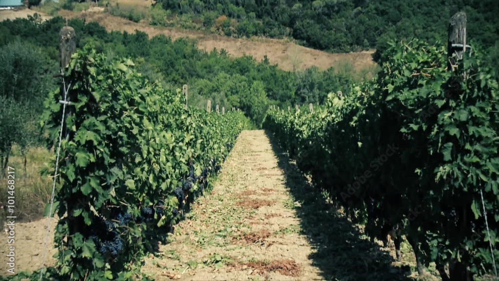 Rows of grapevines in Italy Rows of grapevines in Italy