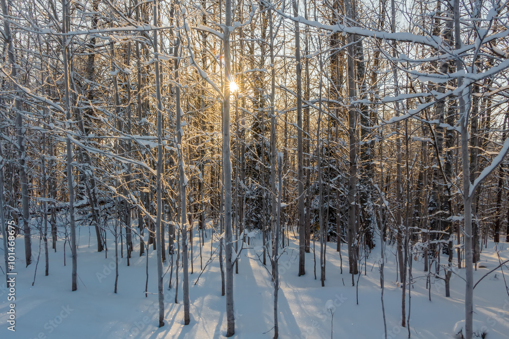 Photo of the winter forest. Trees covered with snow. Winter landscape, blue sky, bright sunny day. Russia. Photo of the winter forest. Trees covered with snow. Winter landscape, blue sky, bright sunny day. Russia.