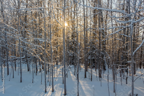 Photo of the winter forest. Trees covered with snow. Winter landscape, blue sky, bright sunny day. Russia.