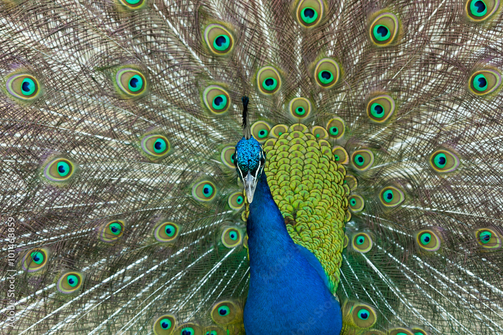 Obraz premium headshot of a blue peacock displaying his beautiful blue-green feather coat