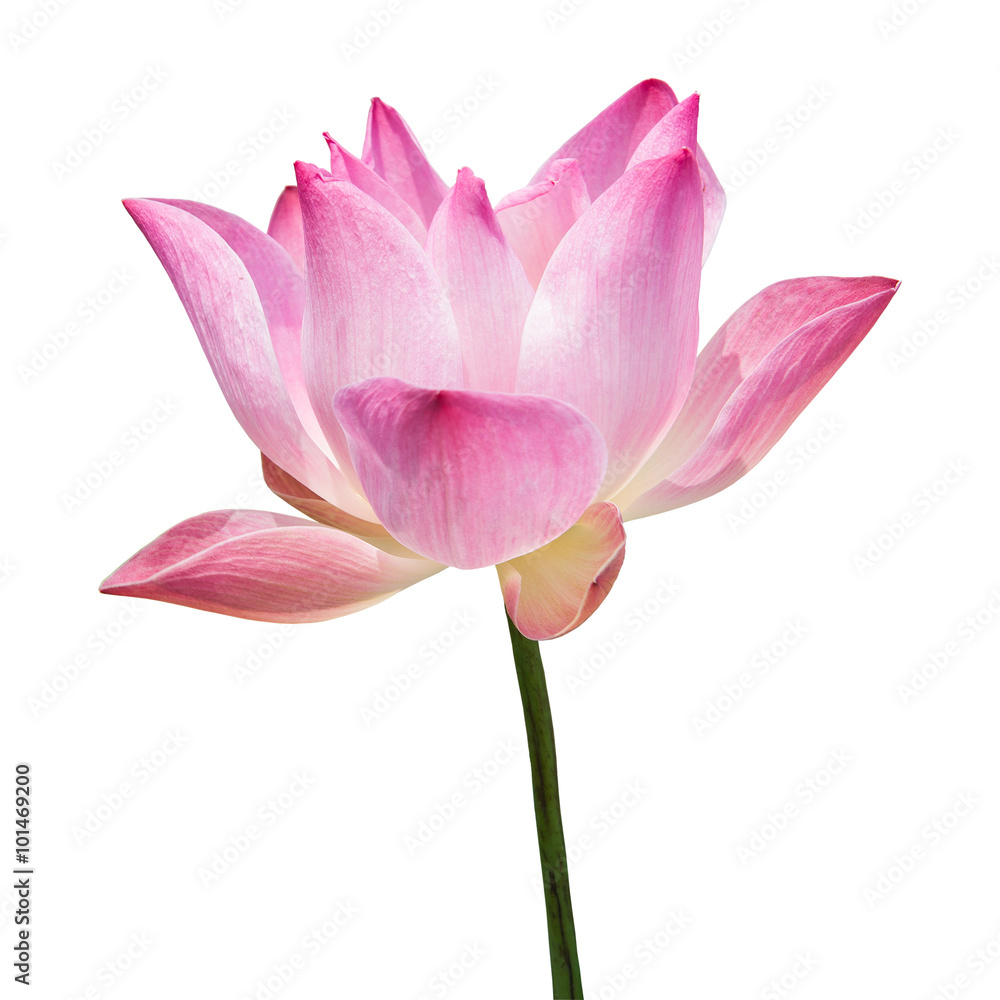 Beautiful lotus(Single lotus flower isolated on white background Beautiful lotus(Single lotus flower isolated on white background