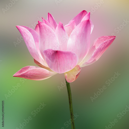 Lotus flower and Lotus flower plants © subinpumsom