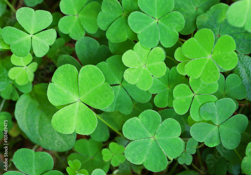 Green background with three-leaved shamrocks. St.Patrick's day holiday symbol. Shallow depth of field, focus on biggest leaf.
