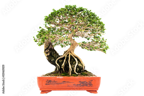 summer bonsai azalea tree