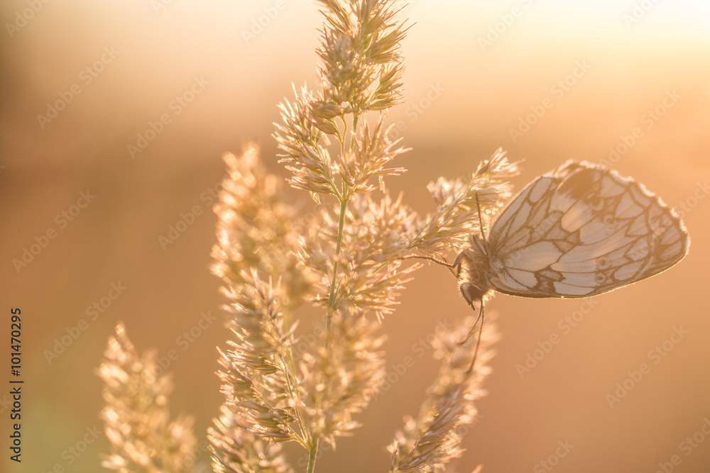 Obraz premium Black and White Butterfly on a Blade of Grass at Sunrise