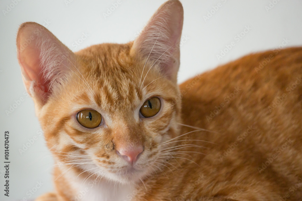 Domestic Cat Domestic Cat