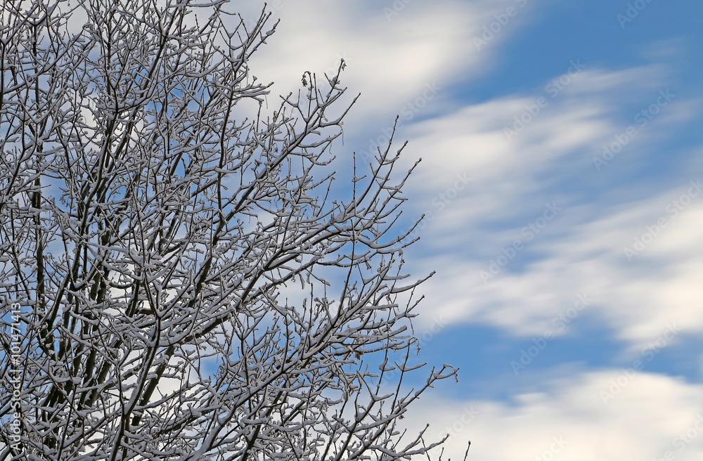 tree with its branches with snow in winter tree with its branches with snow in winter
