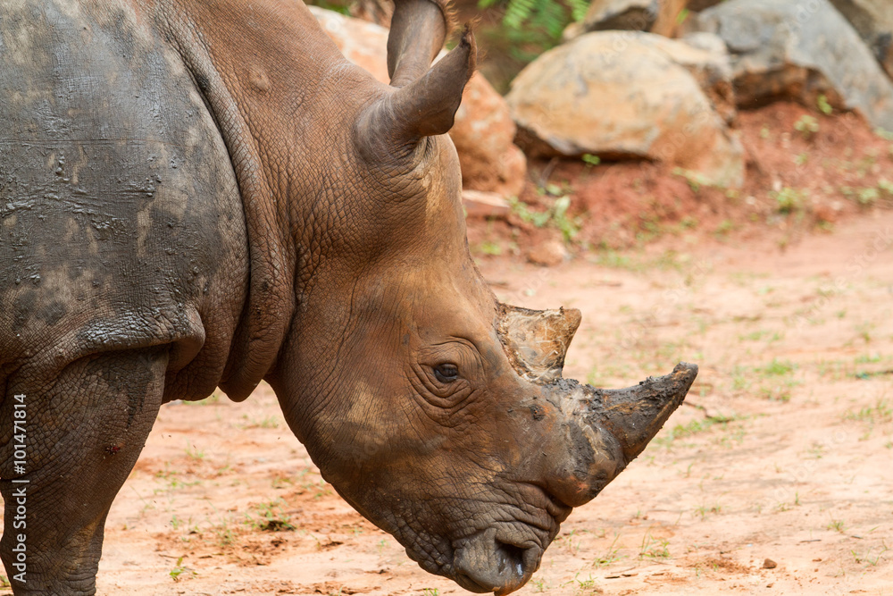 A close up photo of an endangered white rhino's face,horn and eye. A close up photo of an endangered white rhino's face,horn and eye.