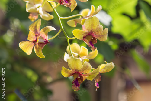  Colorful orchids and ornamental plants in the garden.  