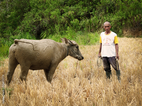 Old man with a buffalo. Farmer in Asia. photo