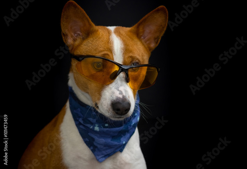 Low key portrait of stylish basenji dog wearing yellow glasses and blue kerchief