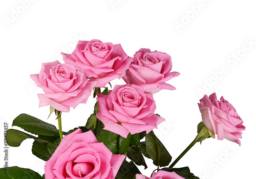 Pink rose on a white background © svetavo