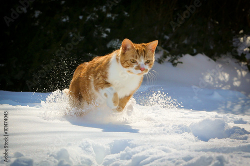 Rote Katze im Schnee photo