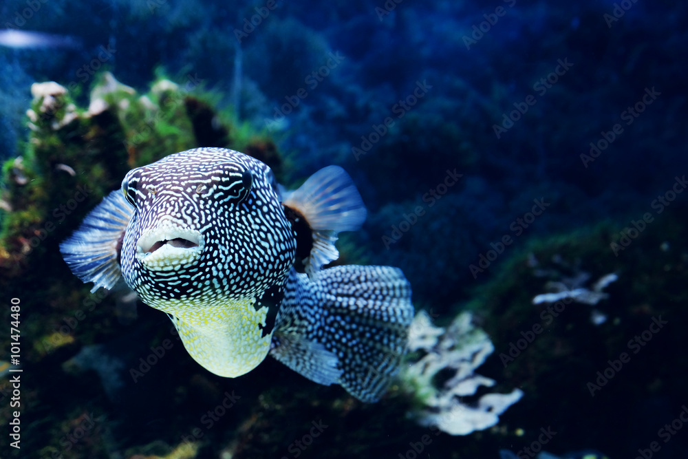 Underwater world - exotic fish in an aquarium