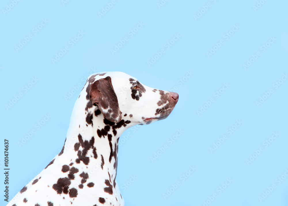 Dalmatian in profile close-up on a blue background Dalmatian in profile close-up on a blue background
