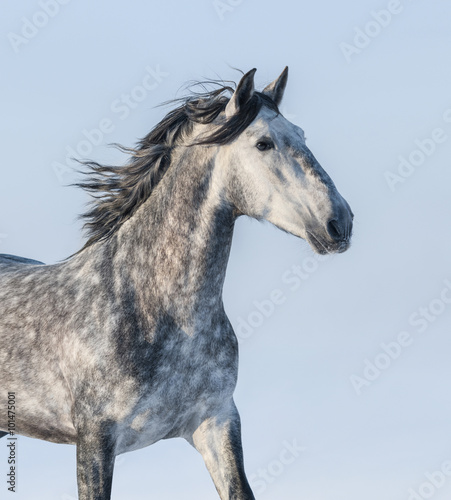 Grey horse - portrait on blue background