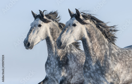Two grey horses - portrait in motion